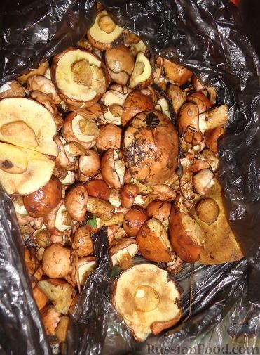 Жареная картошка с грибами маслятами и сметаной